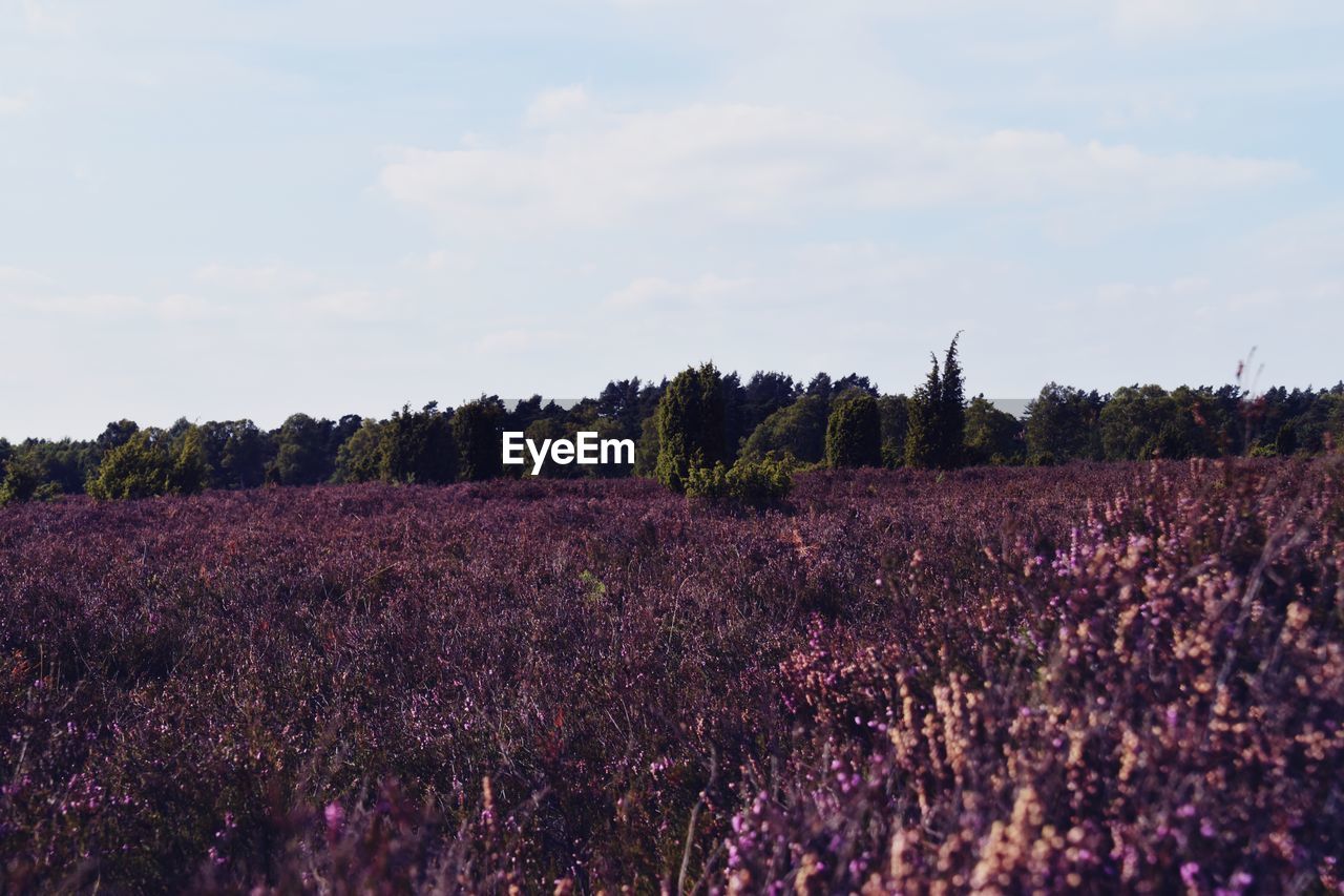 PLANTS GROWING ON FIELD AGAINST SKY