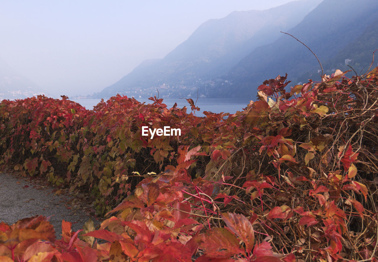 SCENIC VIEW OF RED FLOWERING PLANTS AGAINST SKY