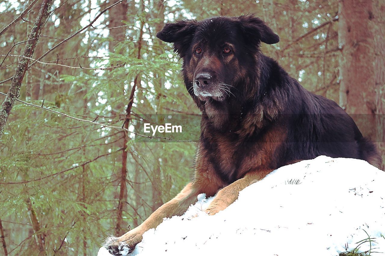 Dog standing on snow covered landscape