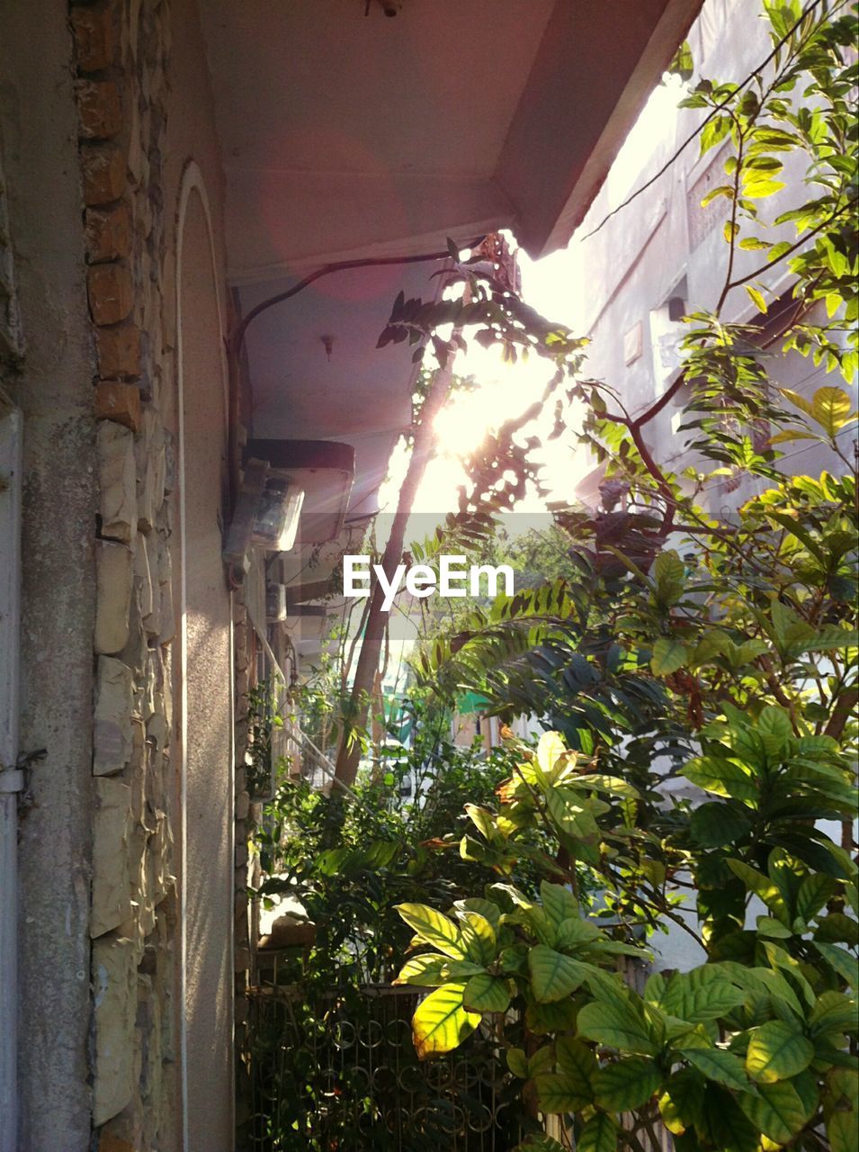 VIEW OF PLANTS AND TREES IN THE BACKGROUND