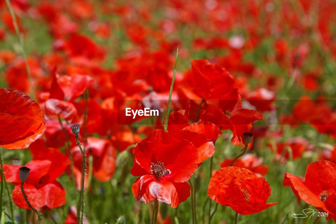 Close-up of red poppy flowers