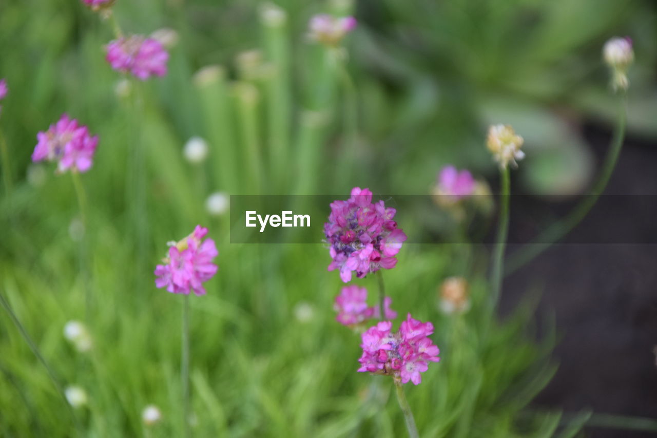 CLOSE-UP OF PINK FLOWERING PLANTS IN SUNLIGHT