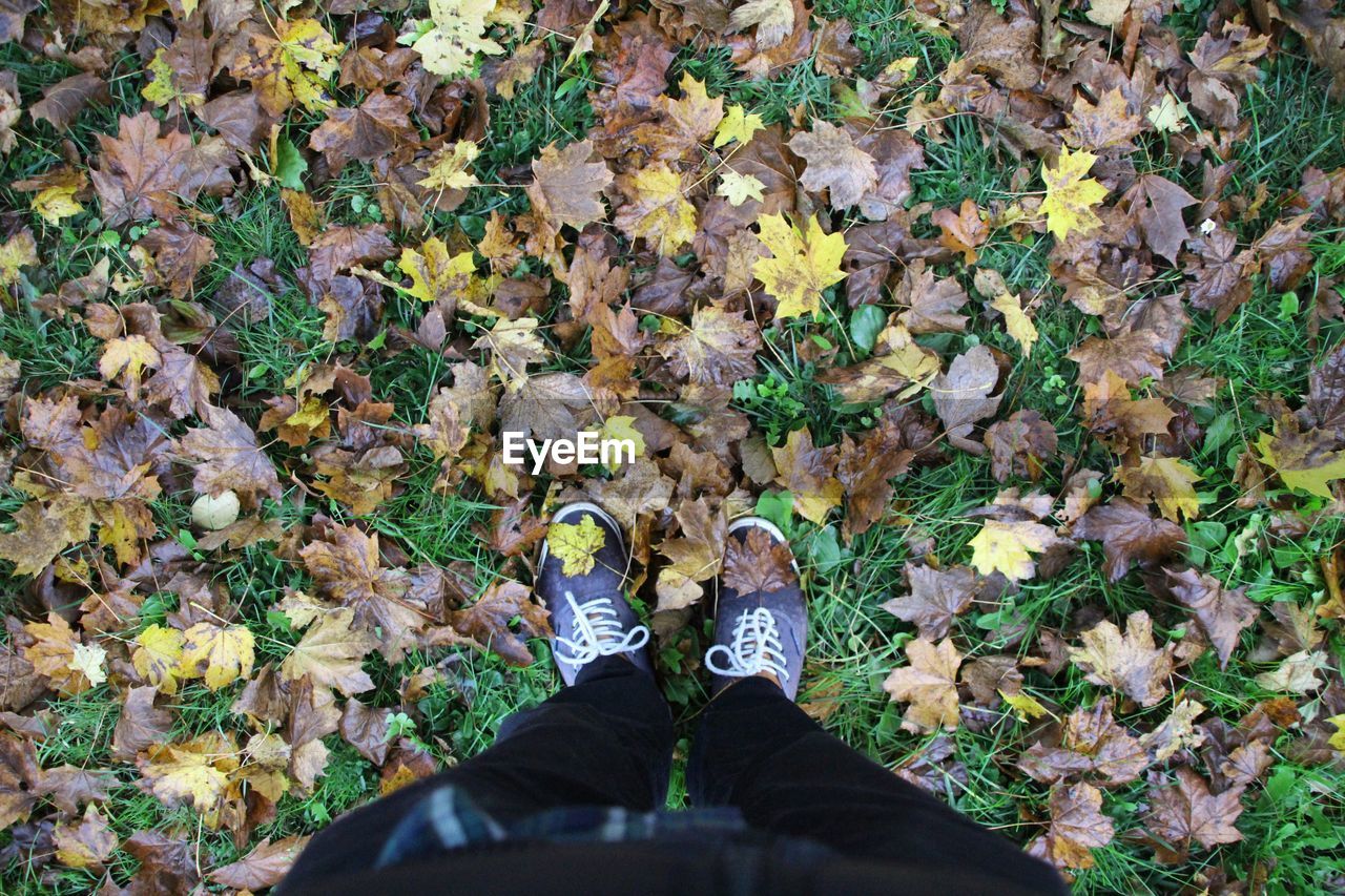 LOW SECTION OF PERSON STANDING ON DRY MAPLE LEAVES ON FIELD