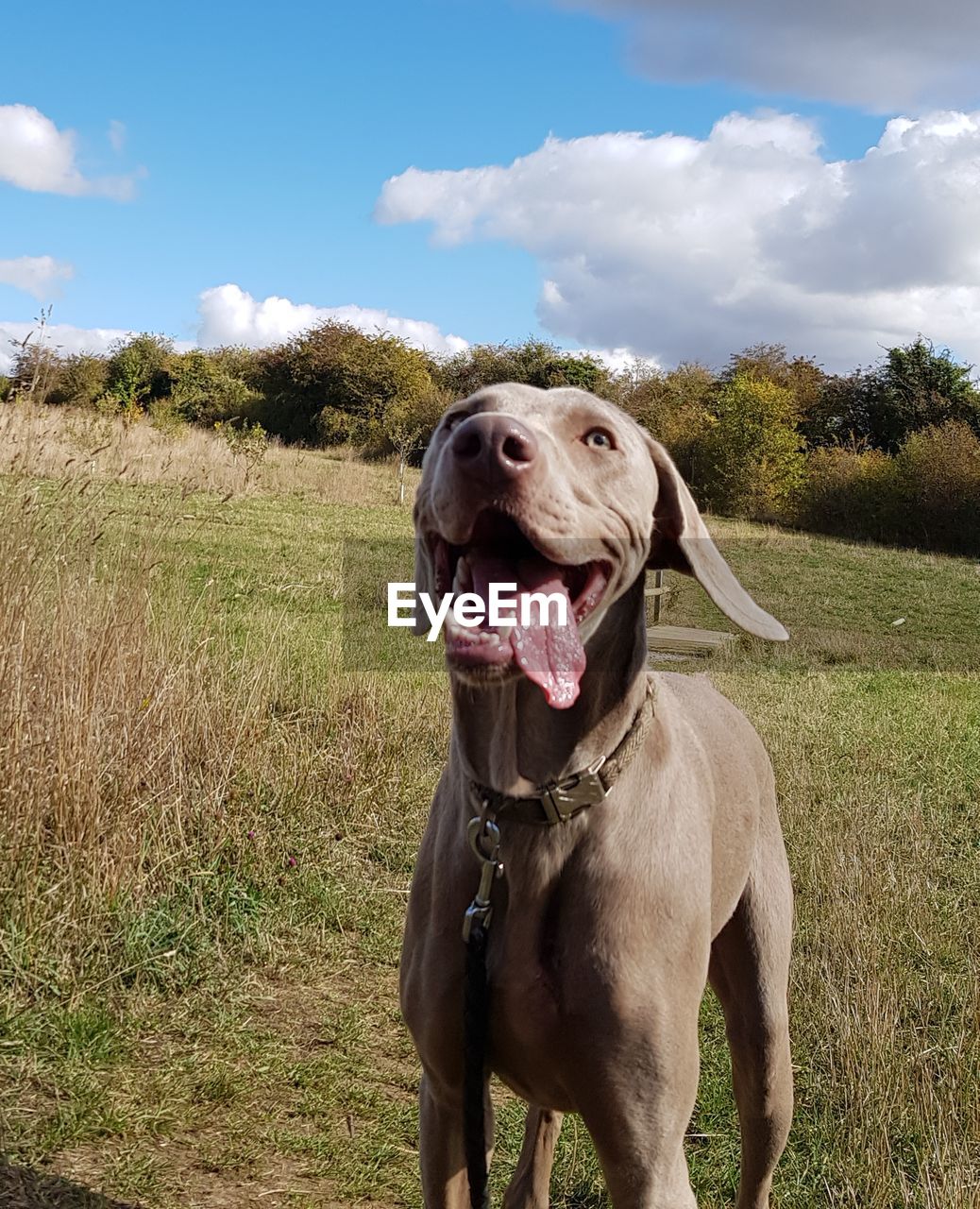 PORTRAIT OF A DOG ON THE FIELD