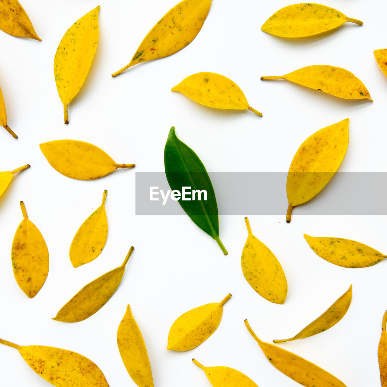 Close-up of leaves against white background