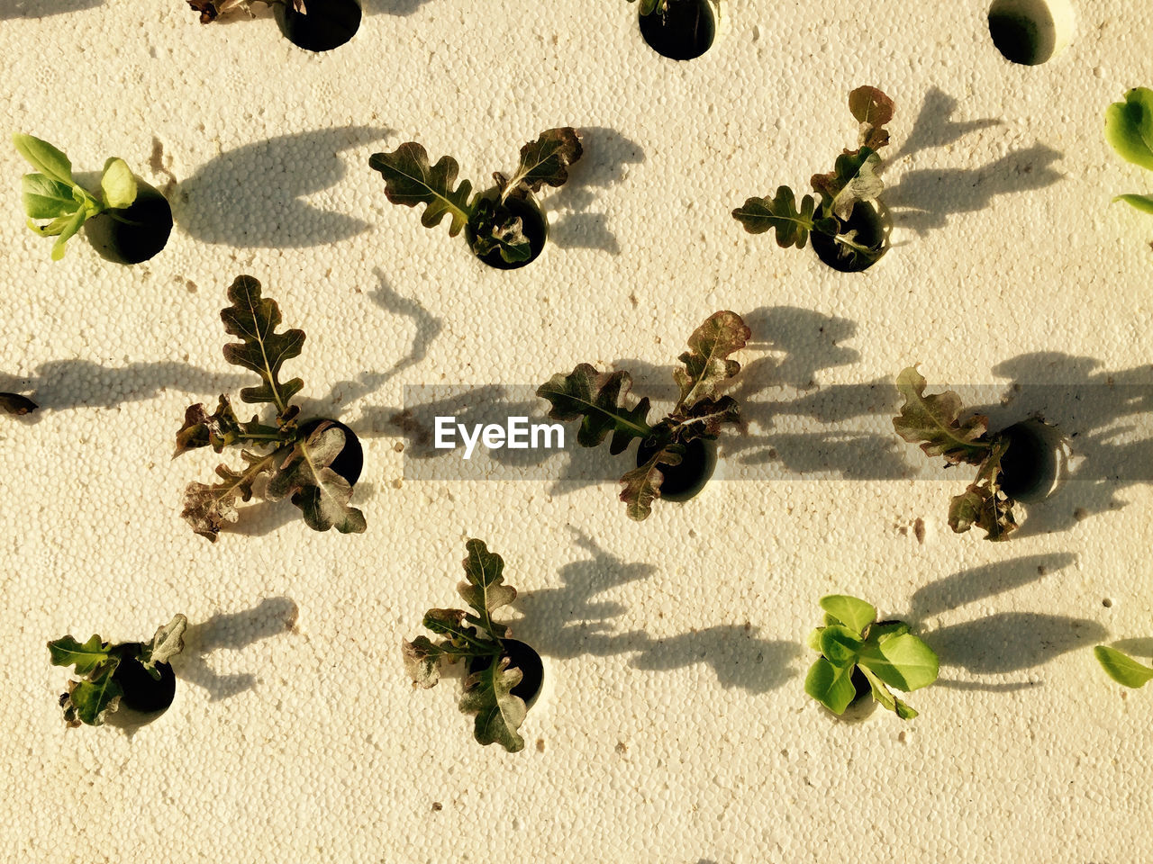 High angle view of plants on sand at beach
