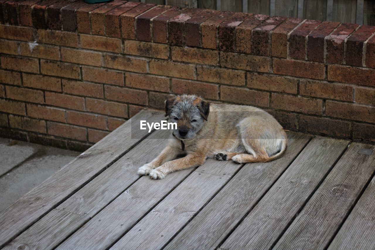 PORTRAIT OF A DOG RESTING ON A WALL