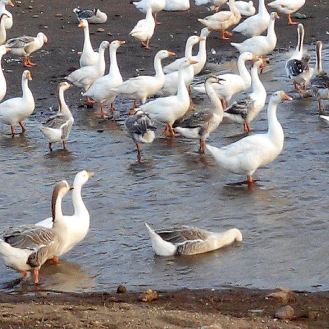 VIEW OF BIRDS IN WATER