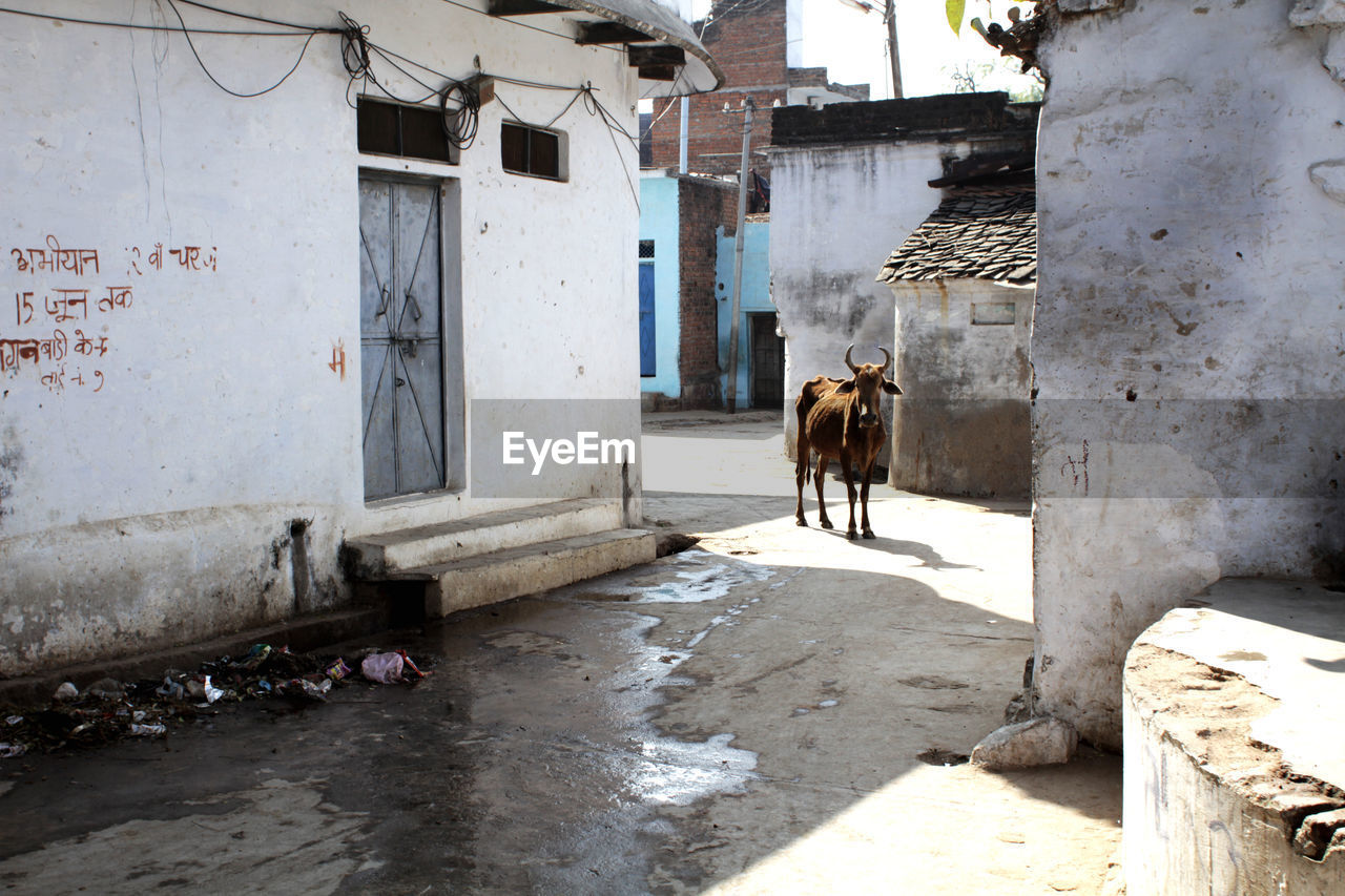 View of holy cow on street in khajuraho