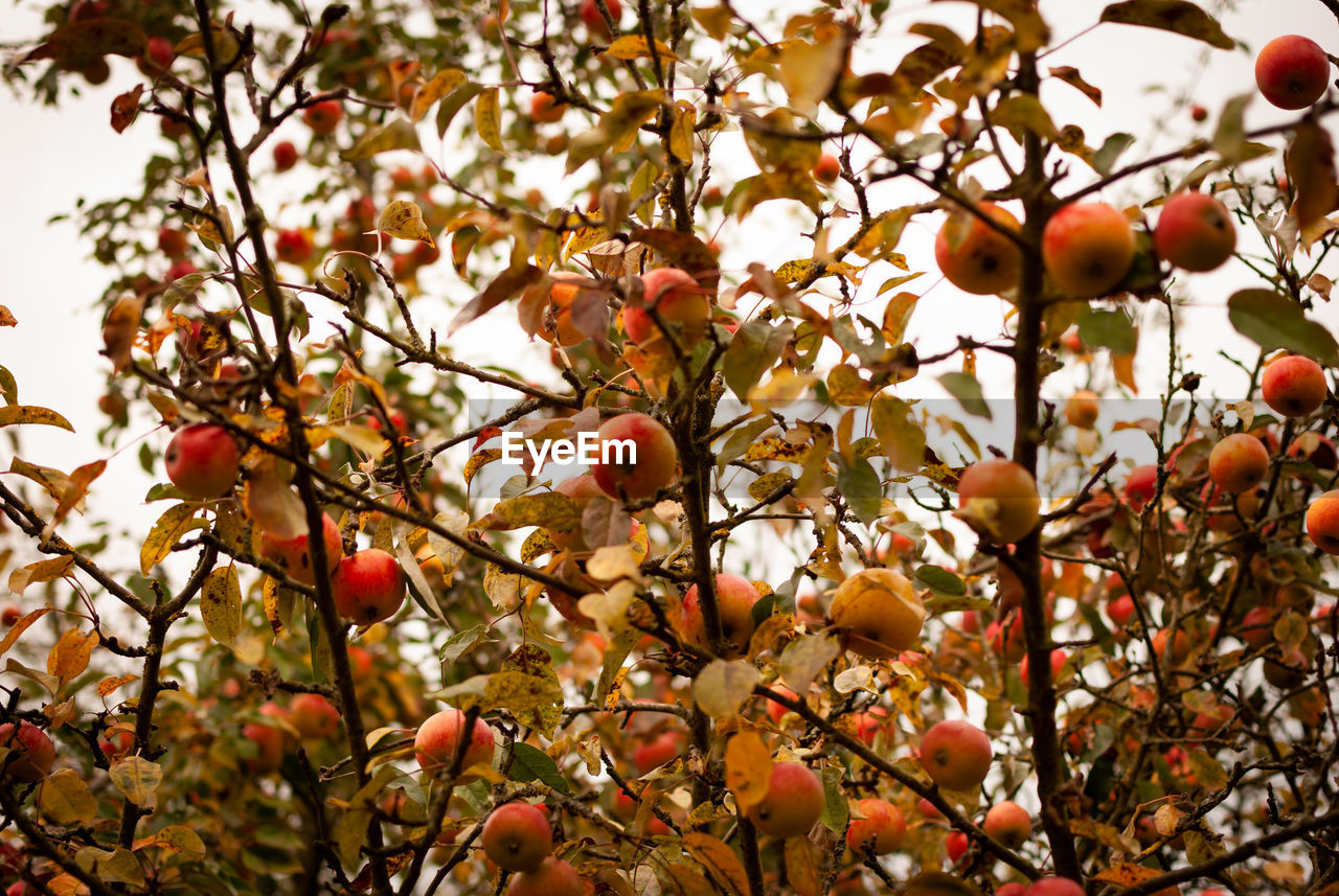 LOW ANGLE VIEW OF BERRIES ON TREE