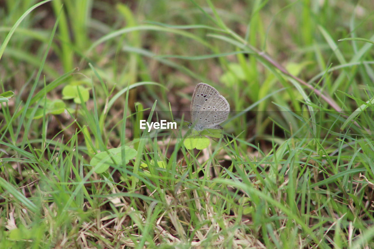 Close-up of butterfly on grass
