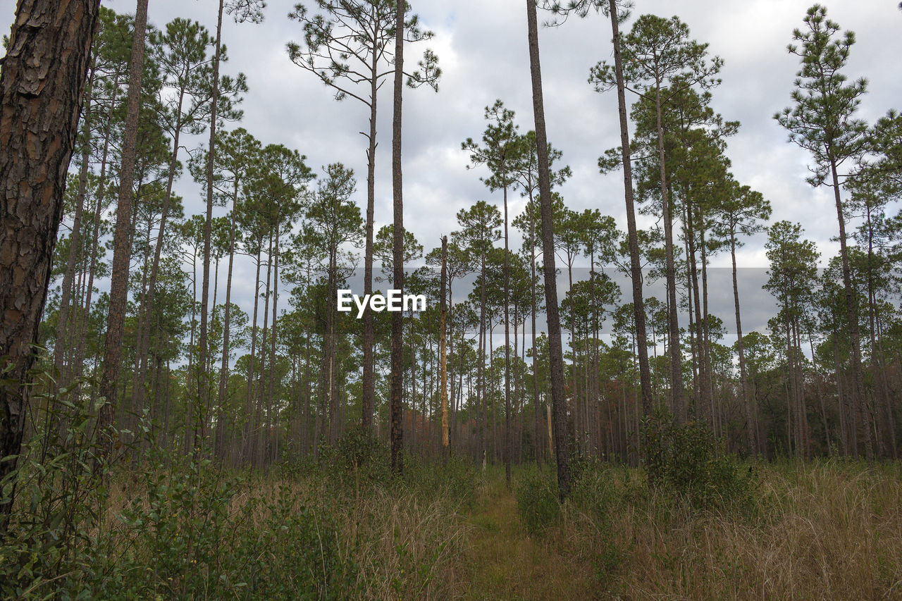 TREES ON FIELD AGAINST SKY IN FOREST