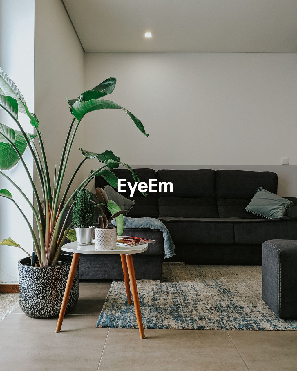 Potted plant on table at home