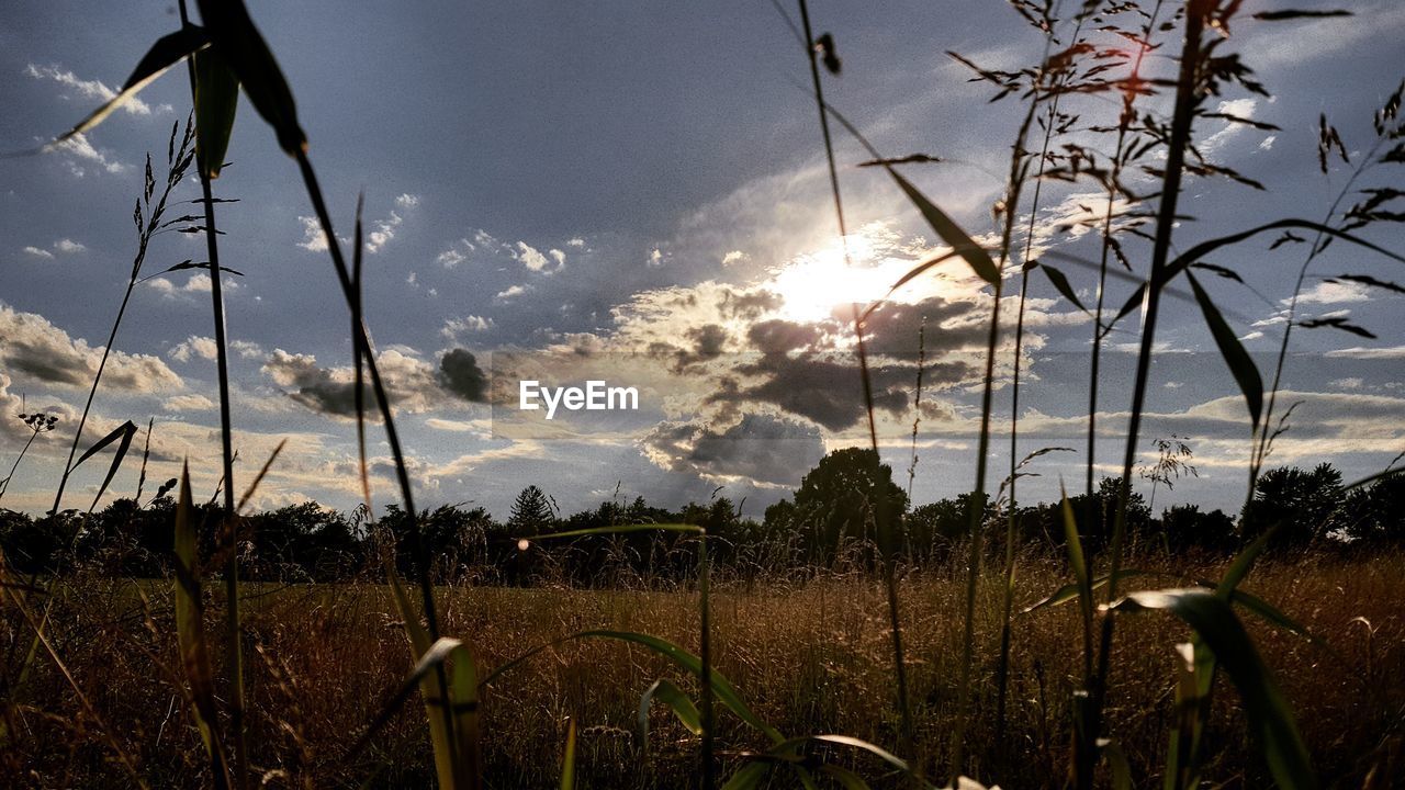 PLANTS GROWING IN FIELD