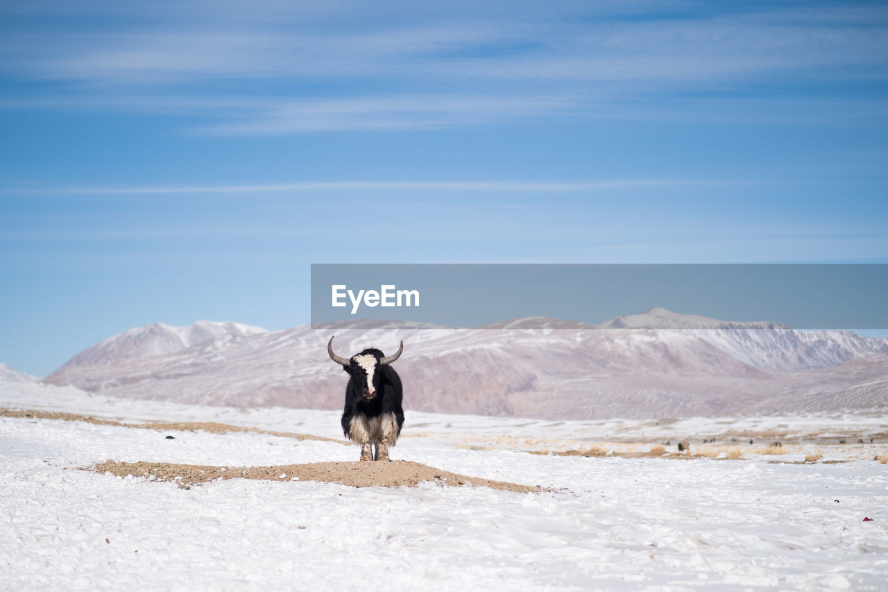 Yak standing on snow covered field