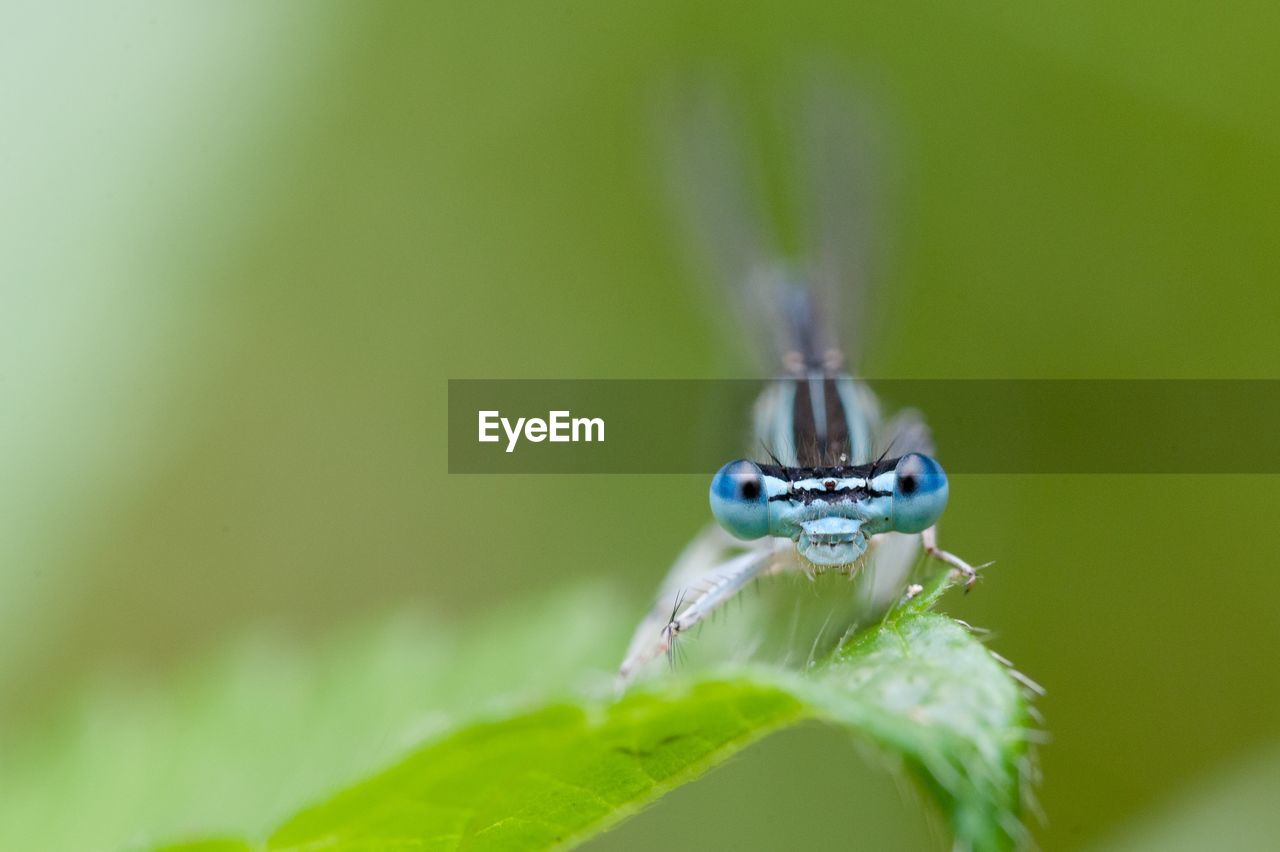 Close-up of dragonfly on leaf