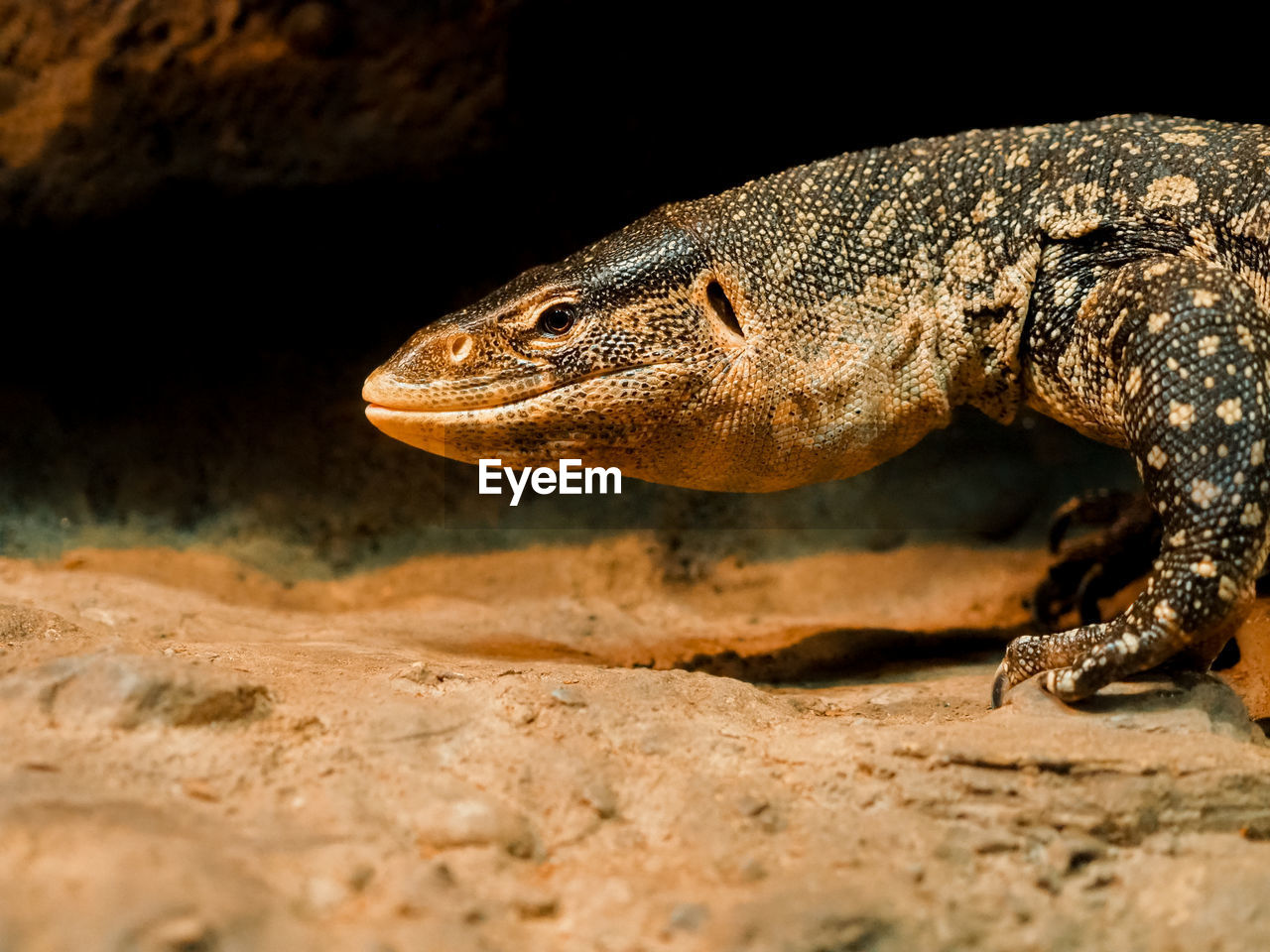 SIDE VIEW OF A REPTILE ON ROCK