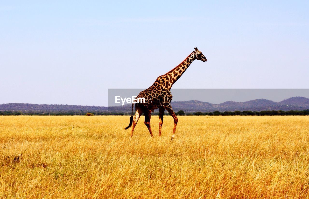 Giraffe on grassy field