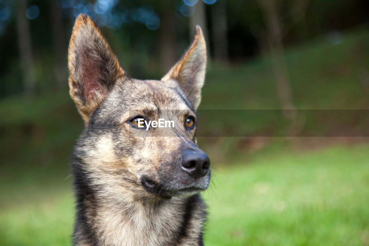 PORTRAIT OF DOG ON FIELD