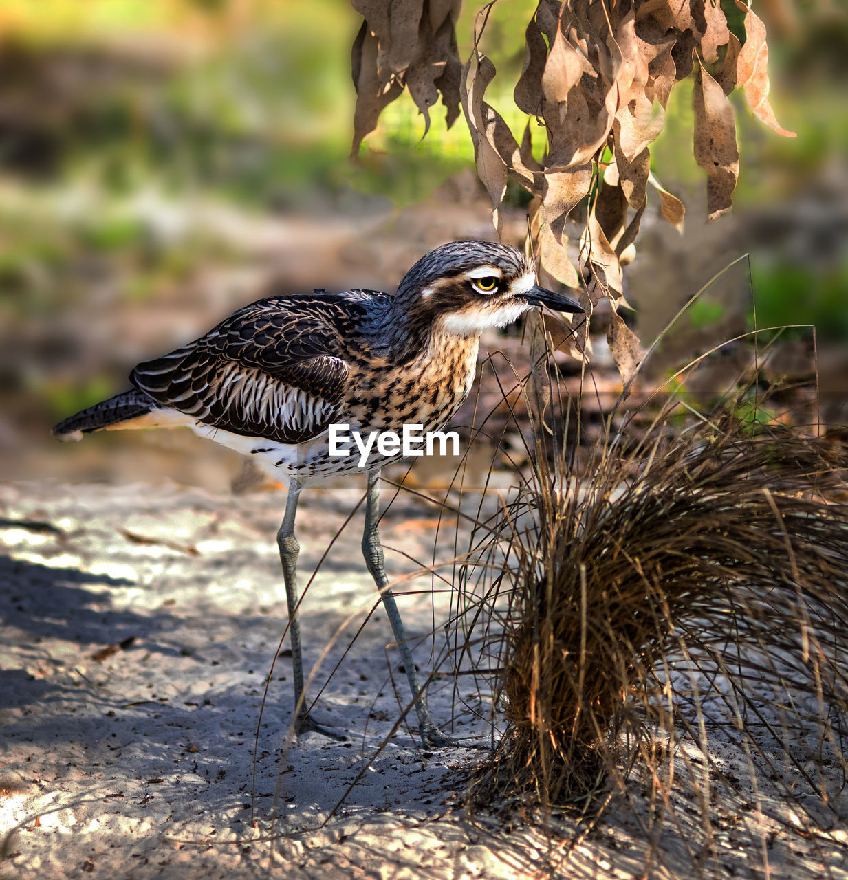 Close-up of  water bird standing in australian bush