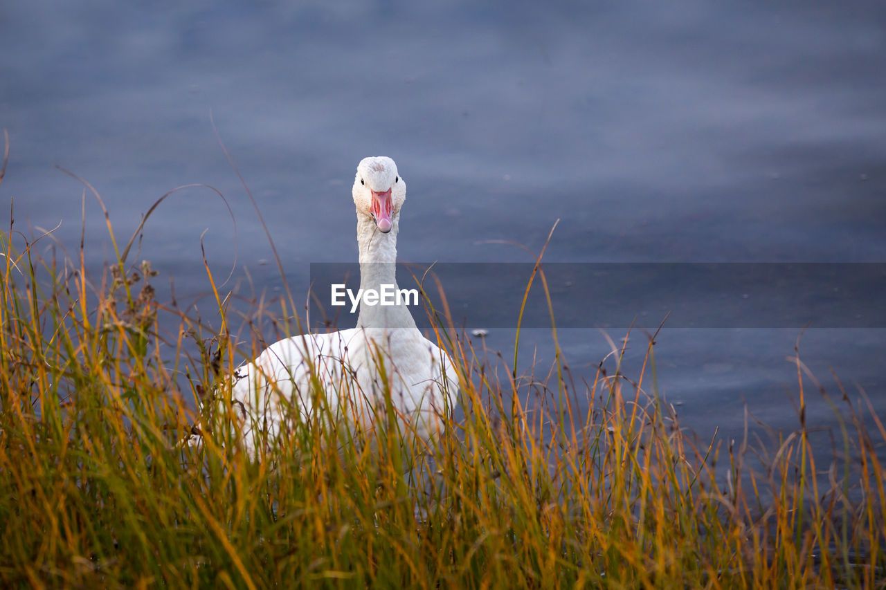 Snow goose with grass hanging from beak standing in shallow water staring