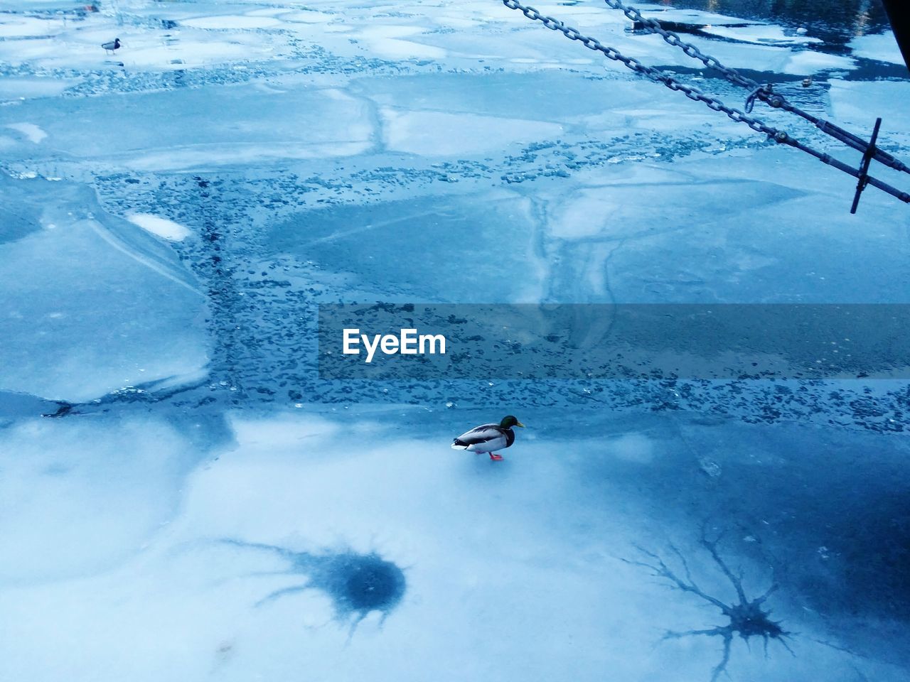 High angle view of mallard duck on frozen lake