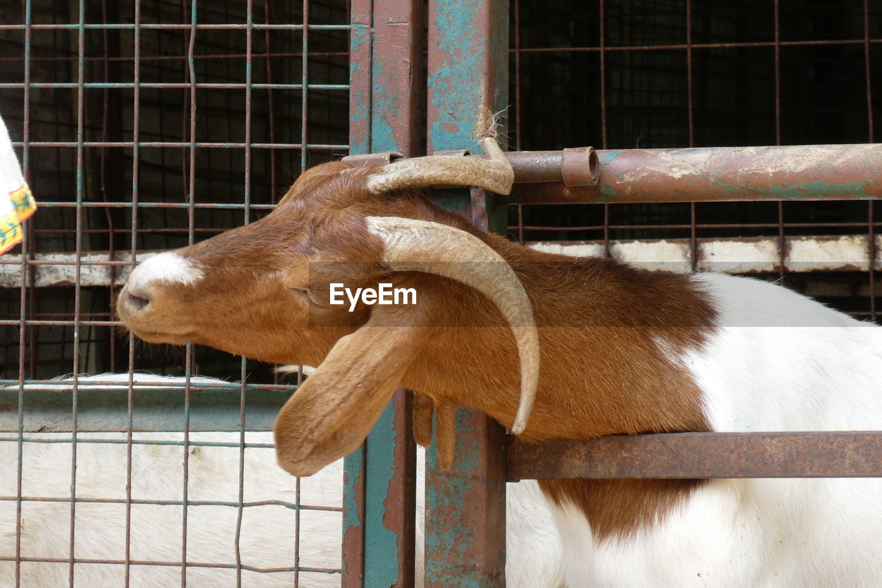 VIEW OF AN ANIMAL IN CAGE