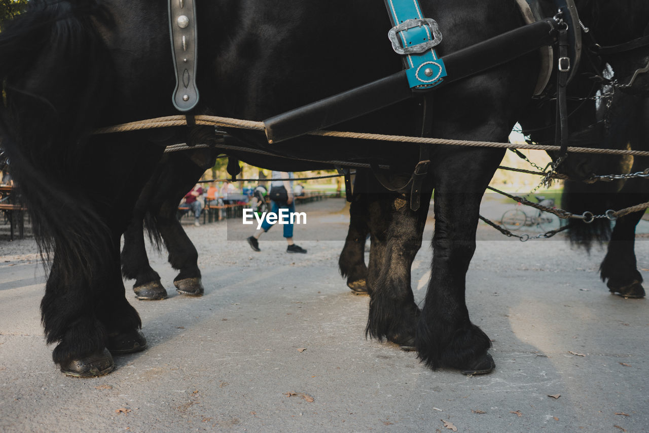 Low section of horses on street