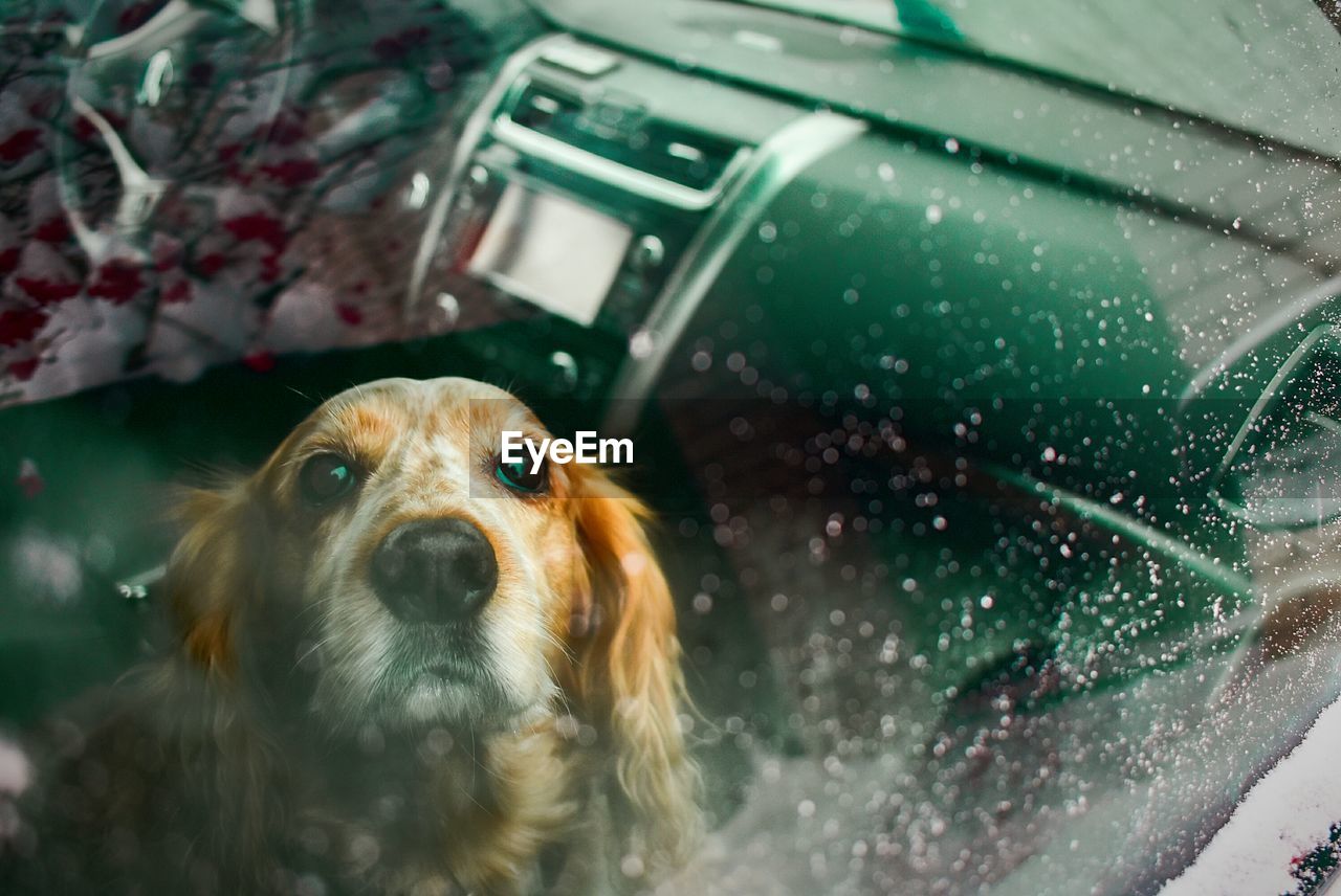 Close-up portrait of dog seen through wet car window