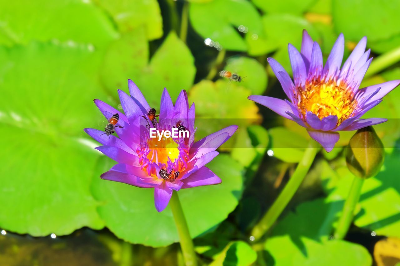 CLOSE-UP OF FRESH PURPLE WATER LILY IN GARDEN
