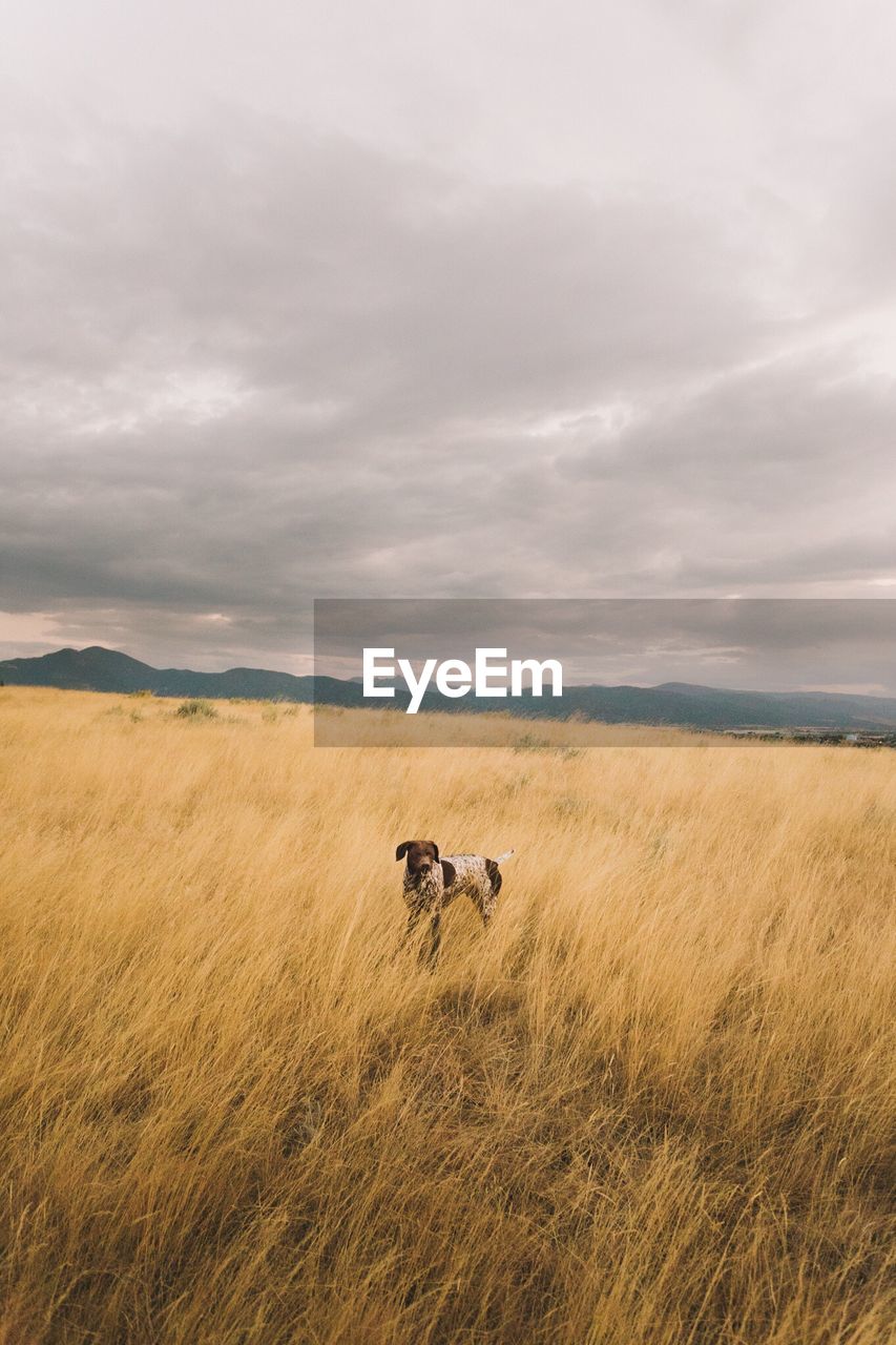 Dog on grassy field against cloudy sky