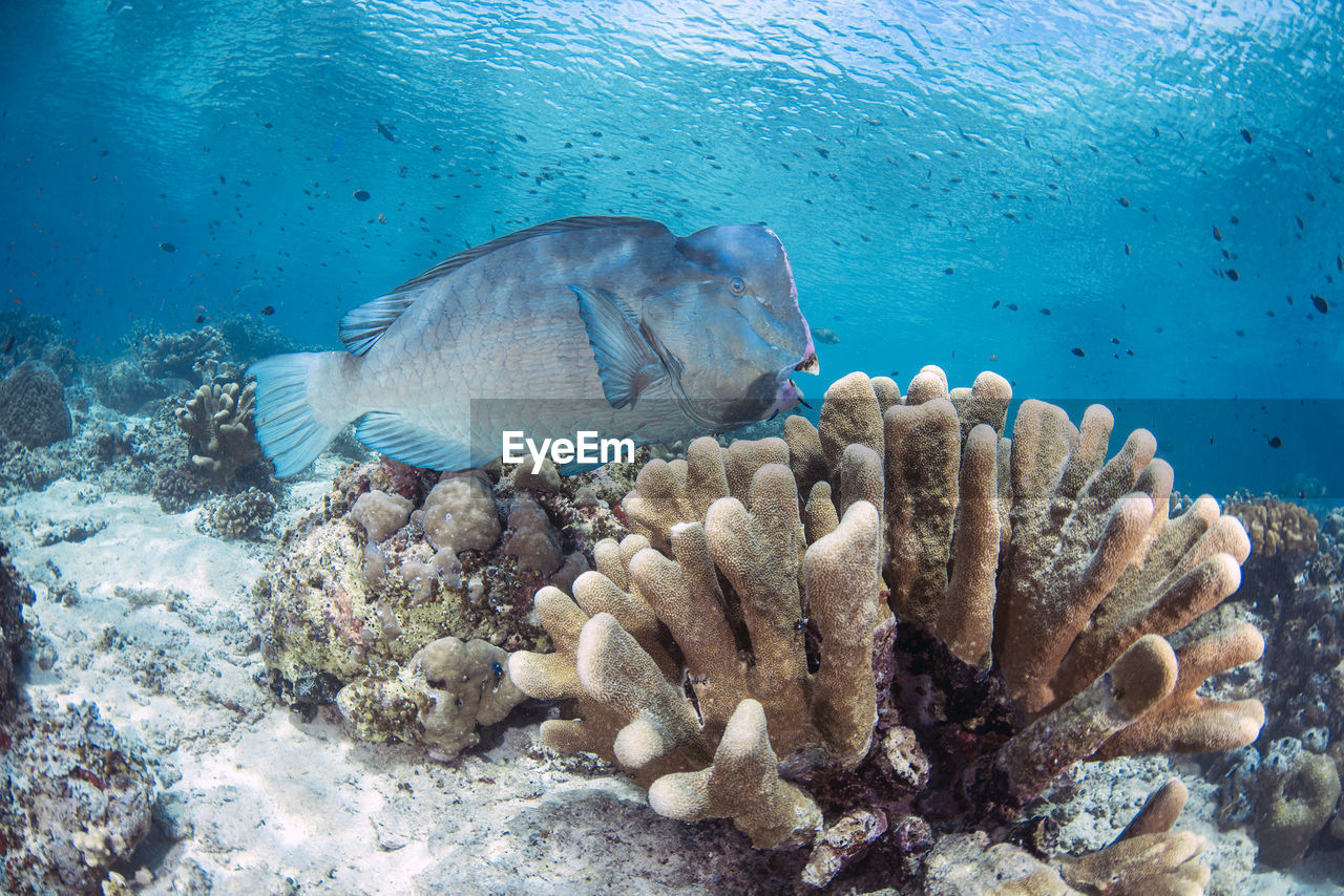 Fish swimming in sea