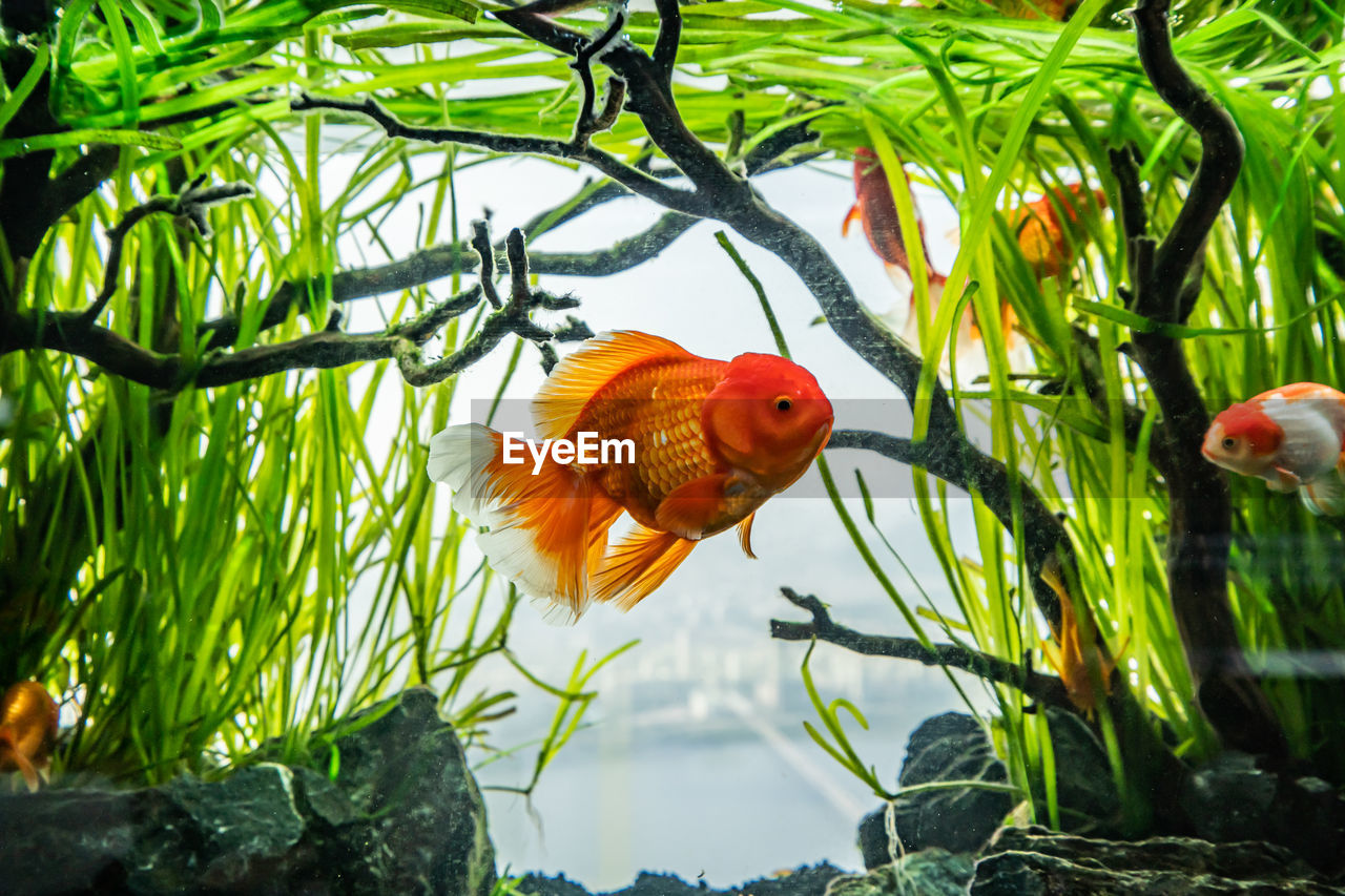 CLOSE-UP OF FISH SWIMMING IN A PLANT