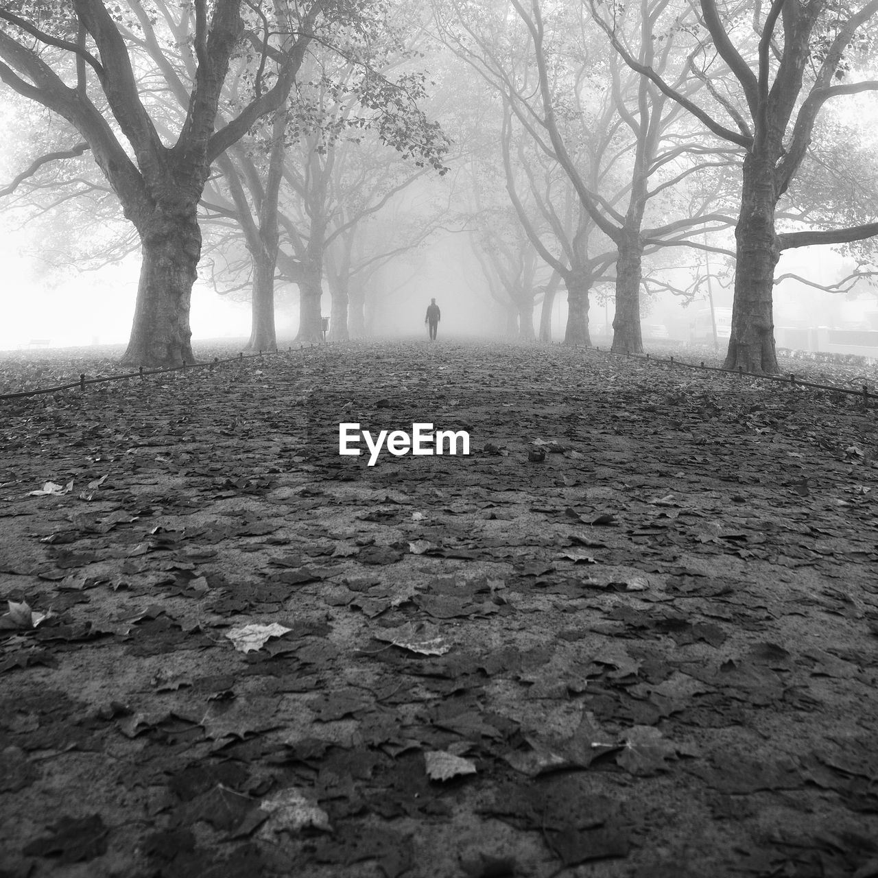 Distant view of man standing on road amidst bare trees in forest during foggy weather