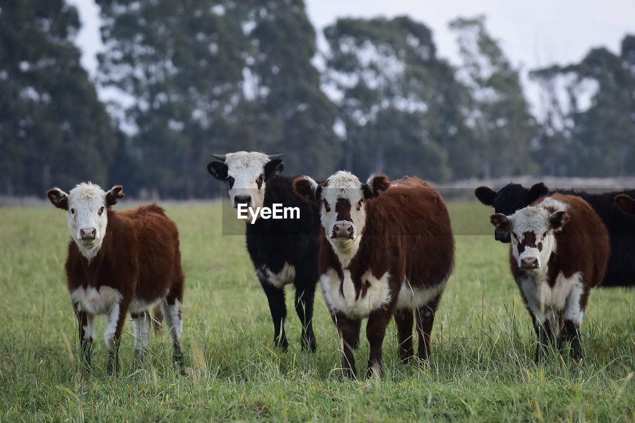 sheep standing on field