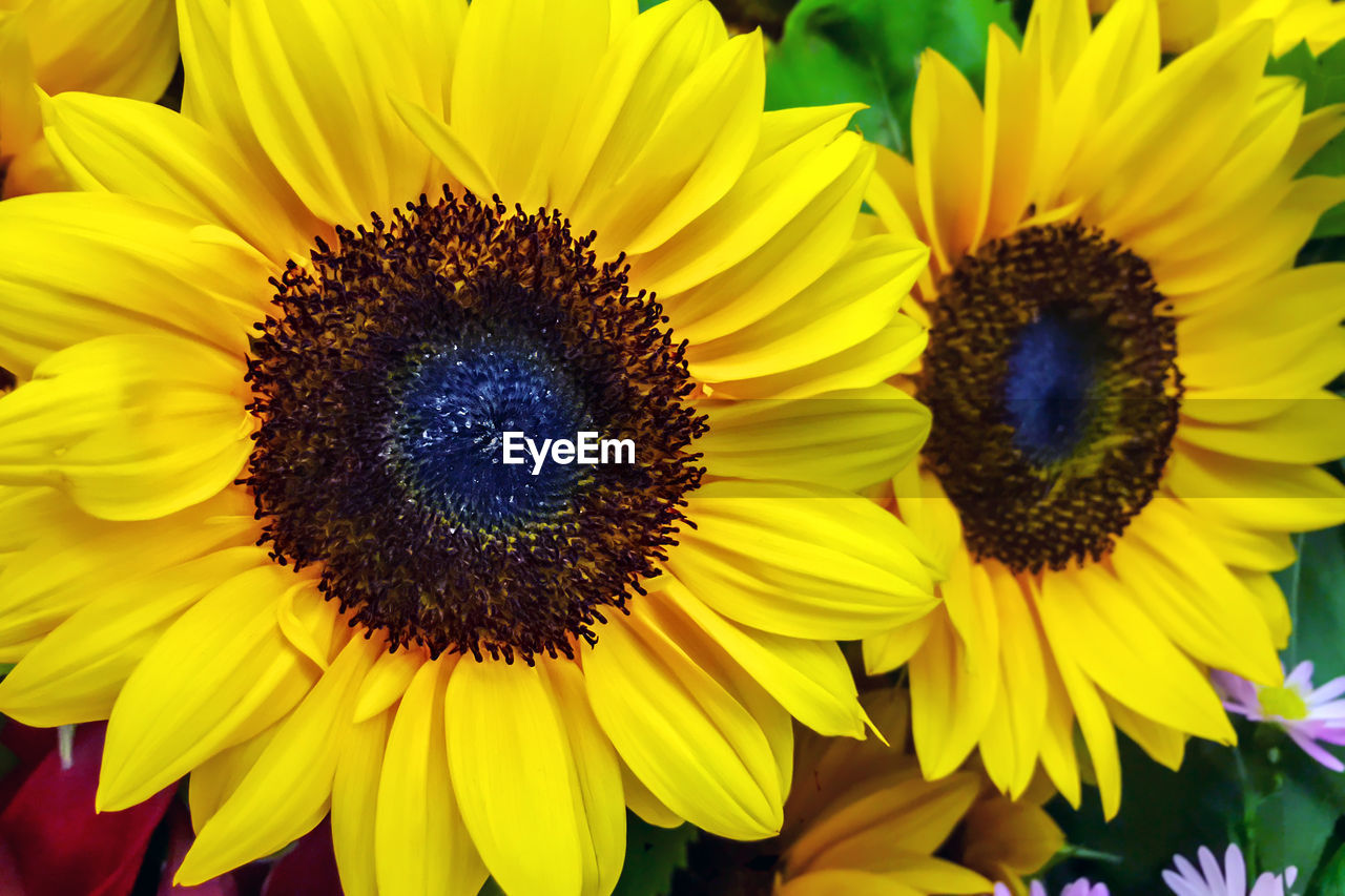 CLOSE-UP OF SUNFLOWERS ON SUNFLOWER