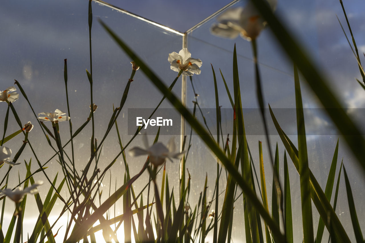 Low angle view of flowers on field against sky