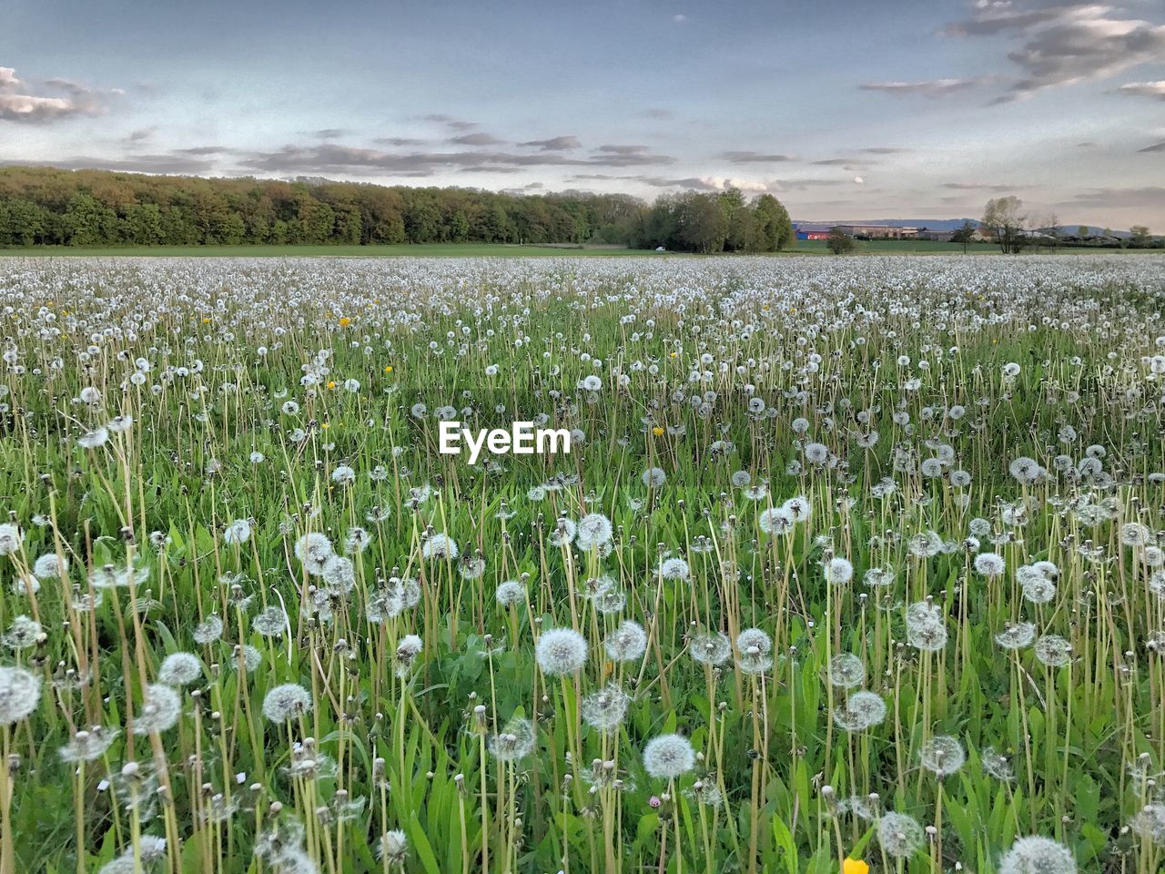 VIEW OF FLOWERING PLANTS ON FIELD