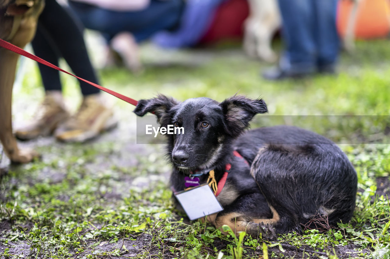 CLOSE-UP OF DOG LOOKING AT CAMERA