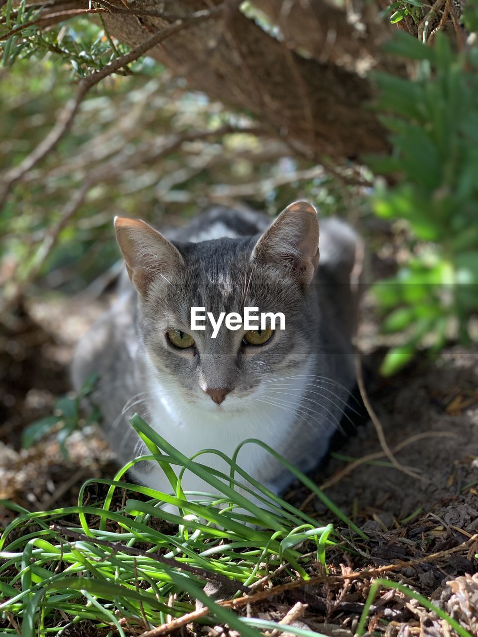 Close-up portrait of a cat on field