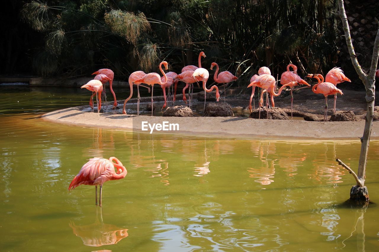 Flamingos drinking water in lake