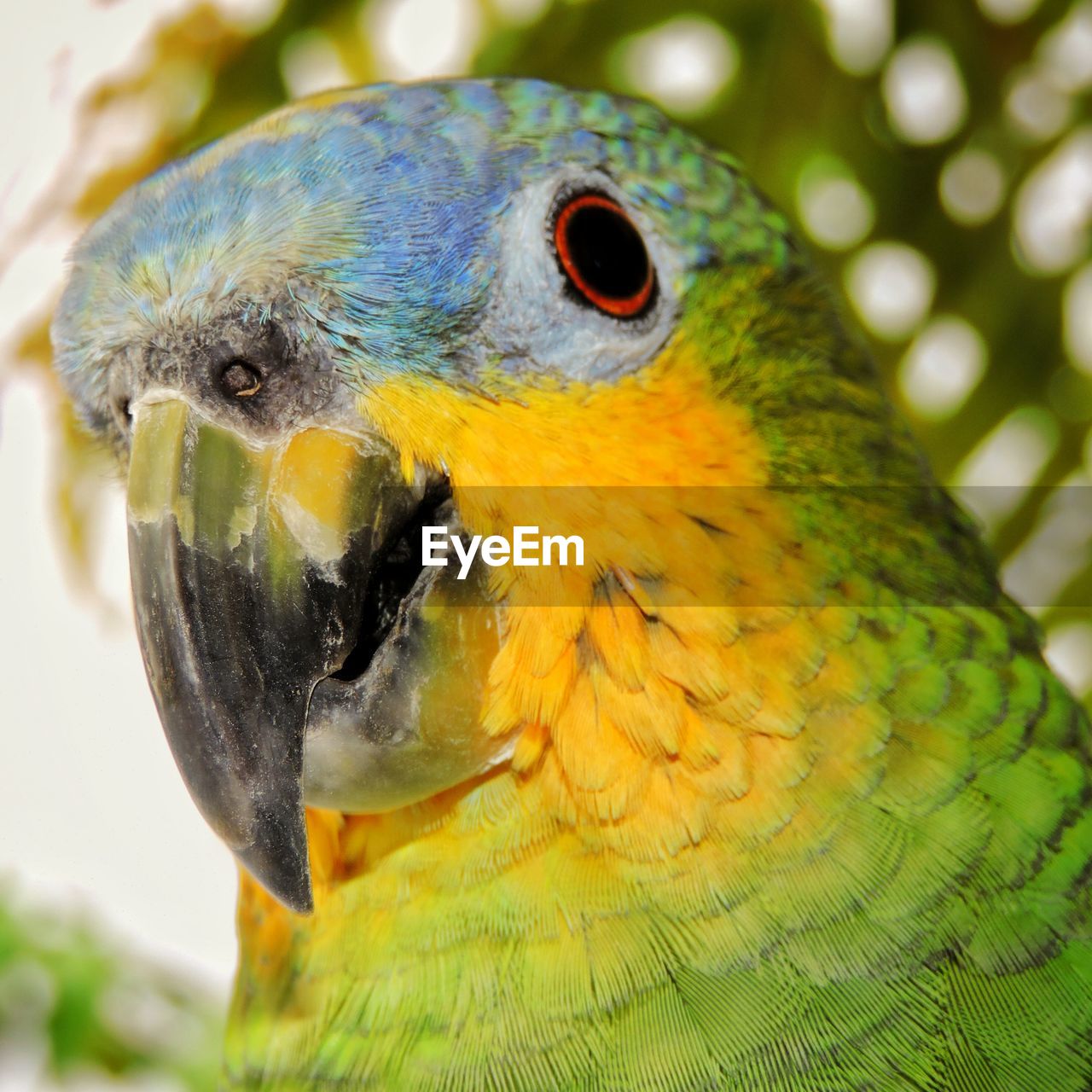 Close-up of parakeet