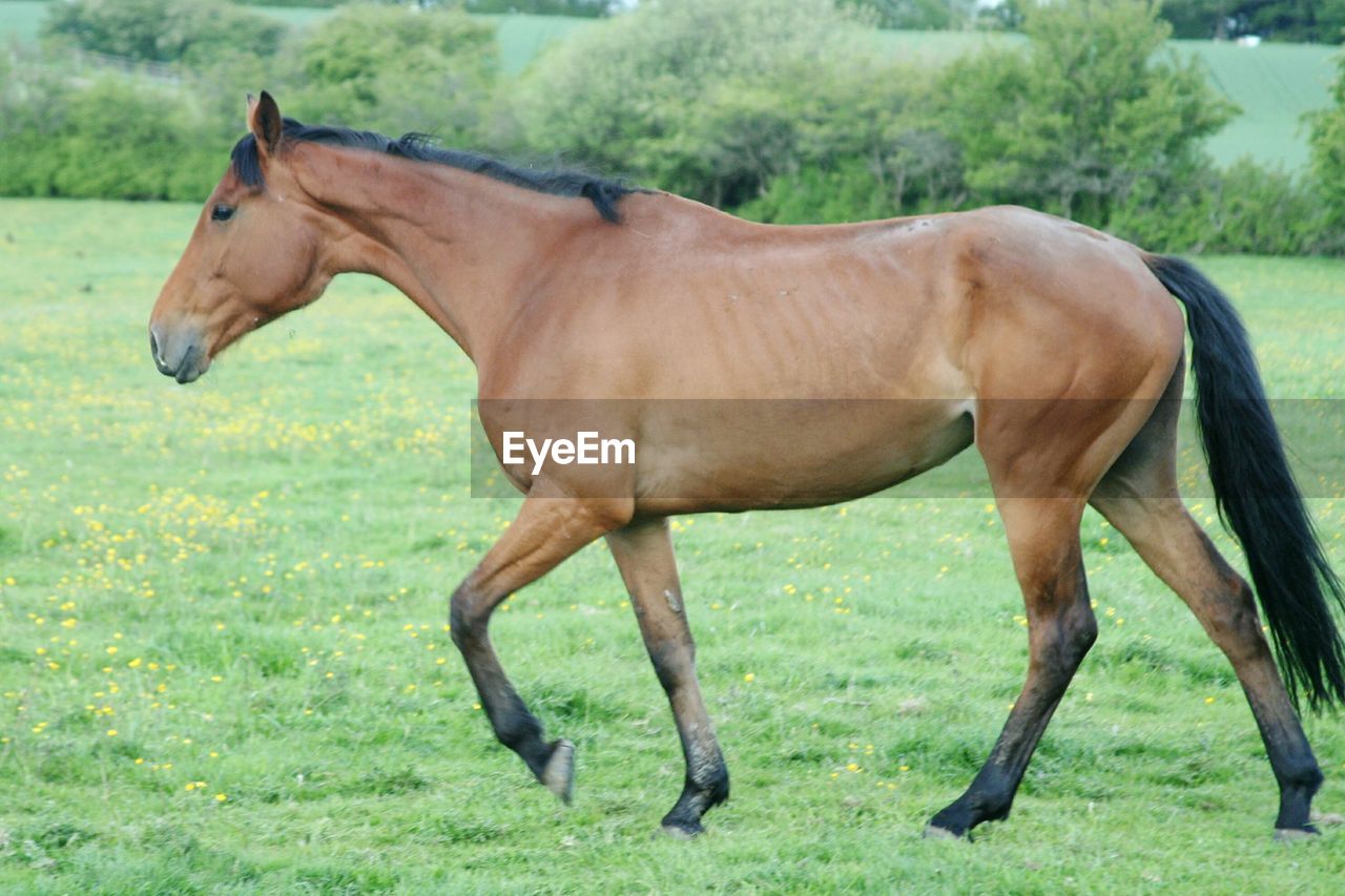 Side view of horse walking on grassy field