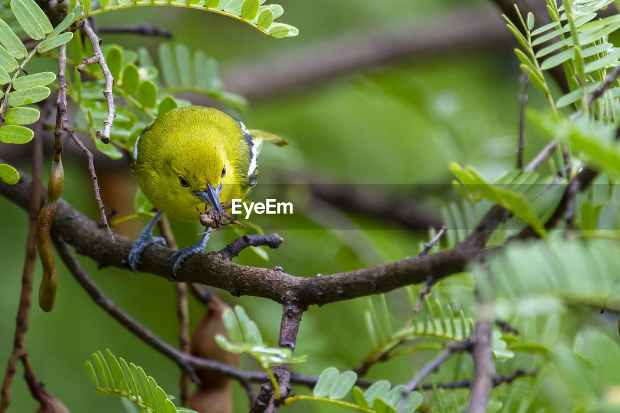 Bird perching on a tree