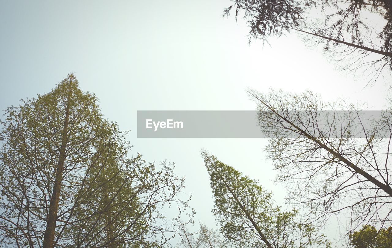 Low angle view of trees against sky