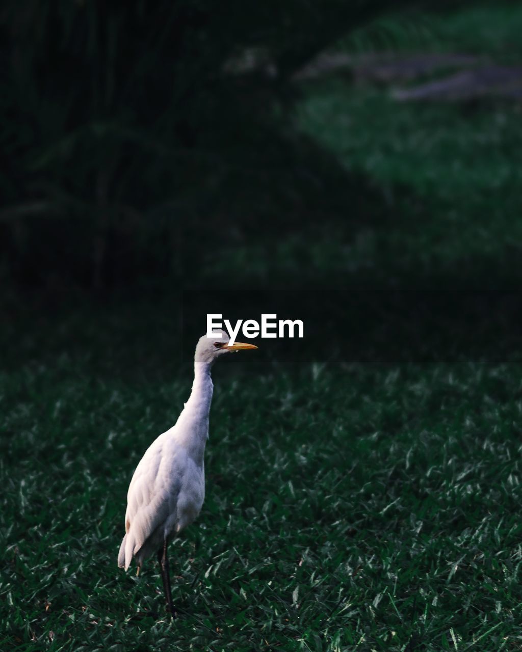 CLOSE-UP OF A BIRD ON GRASS