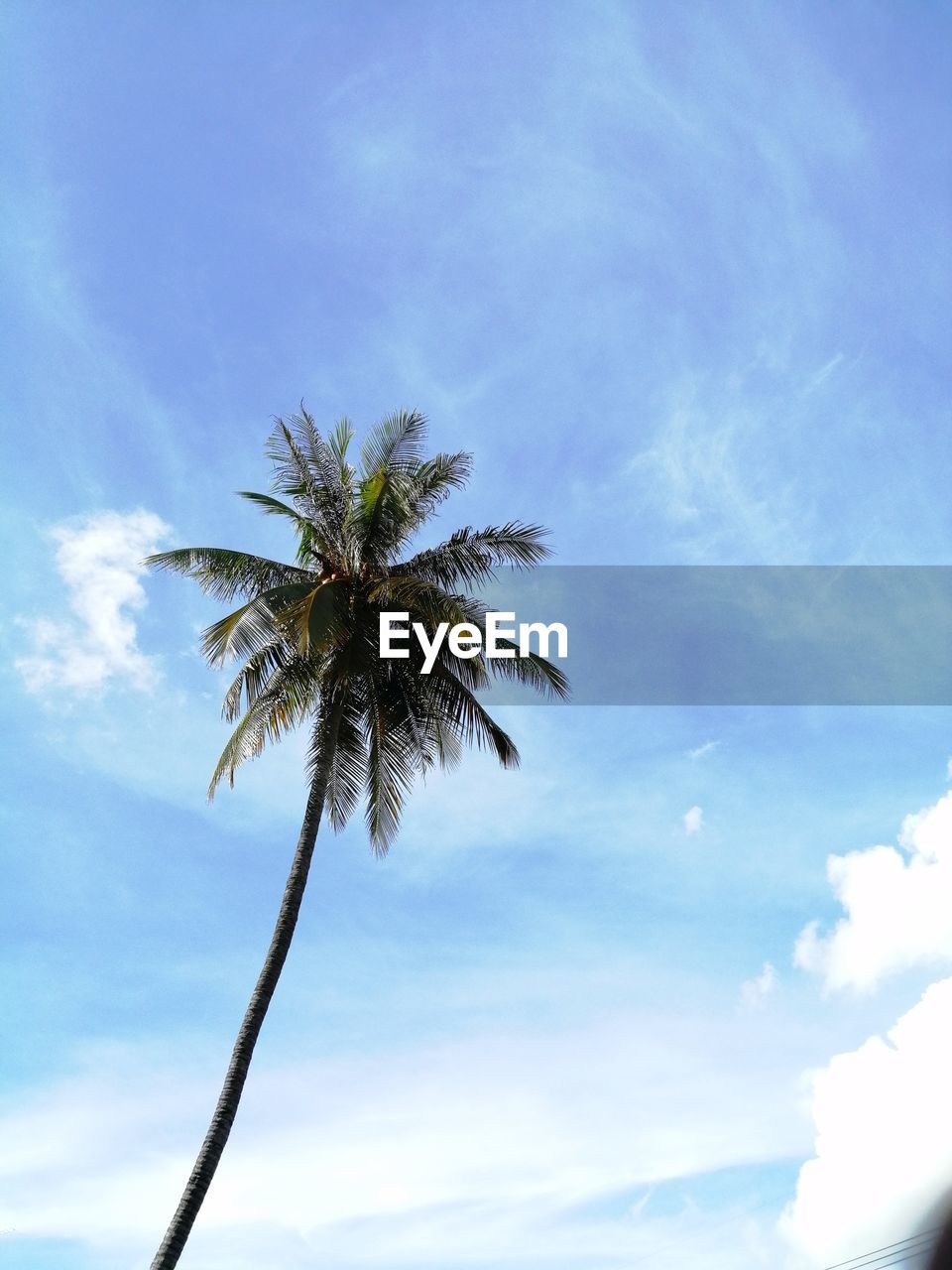 LOW ANGLE VIEW OF PALM TREE AGAINST BLUE SKY