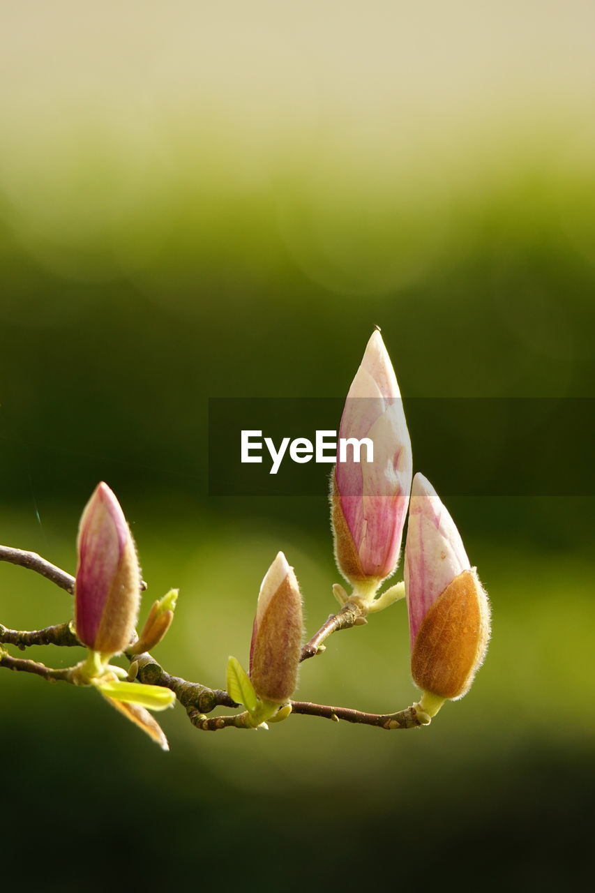 Close-up of pink flower buds