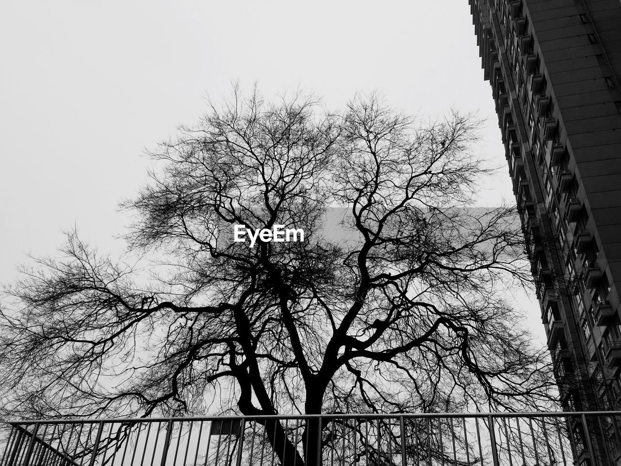 LOW ANGLE VIEW OF BARE TREES AGAINST SKY