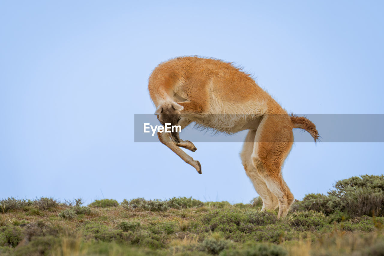 animal, animal themes, mammal, animal wildlife, one animal, wildlife, sky, no people, nature, jumping, side view, full length, motion, blue, day, outdoors, clear sky, plant, copy space, grass